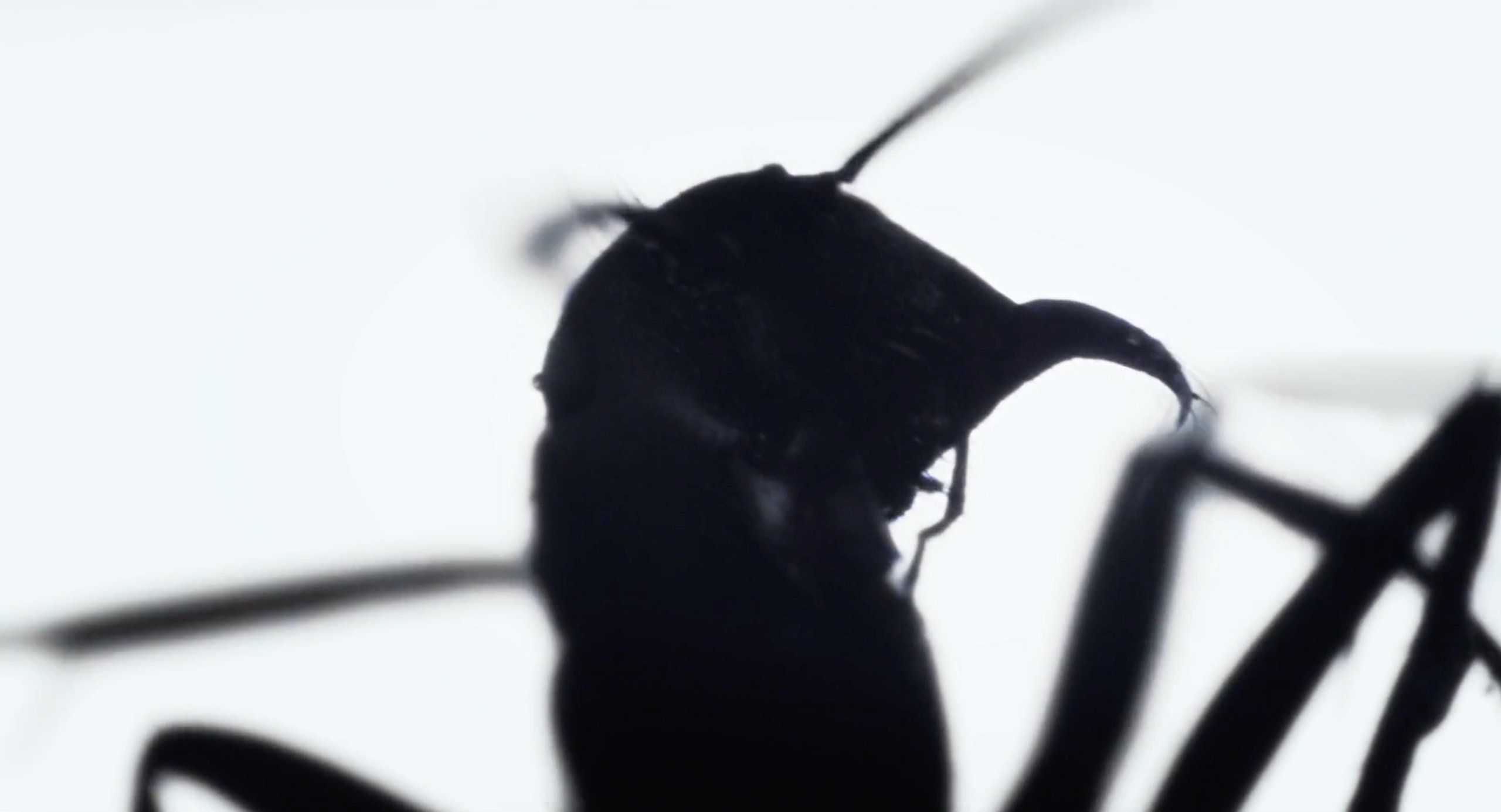 An ant that appears at the beginning of Under the Skin