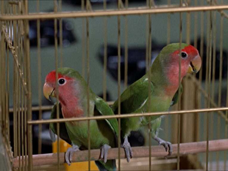 Two lovebirds sit in a cage