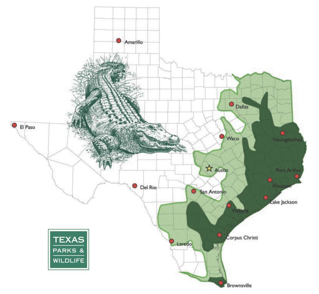 A map of alligators in Texas