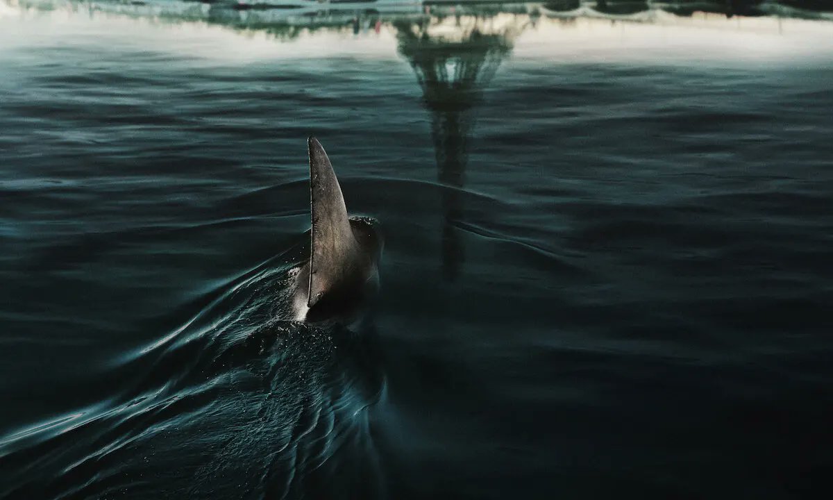 A shark fin in the water, the Eiffel Tower reflected on the water's surface