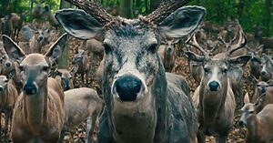 A bunch of deer stare into the camera
