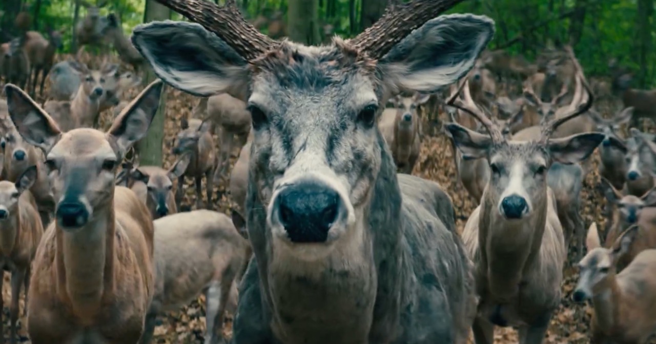 A bunch of deer stare into the camera